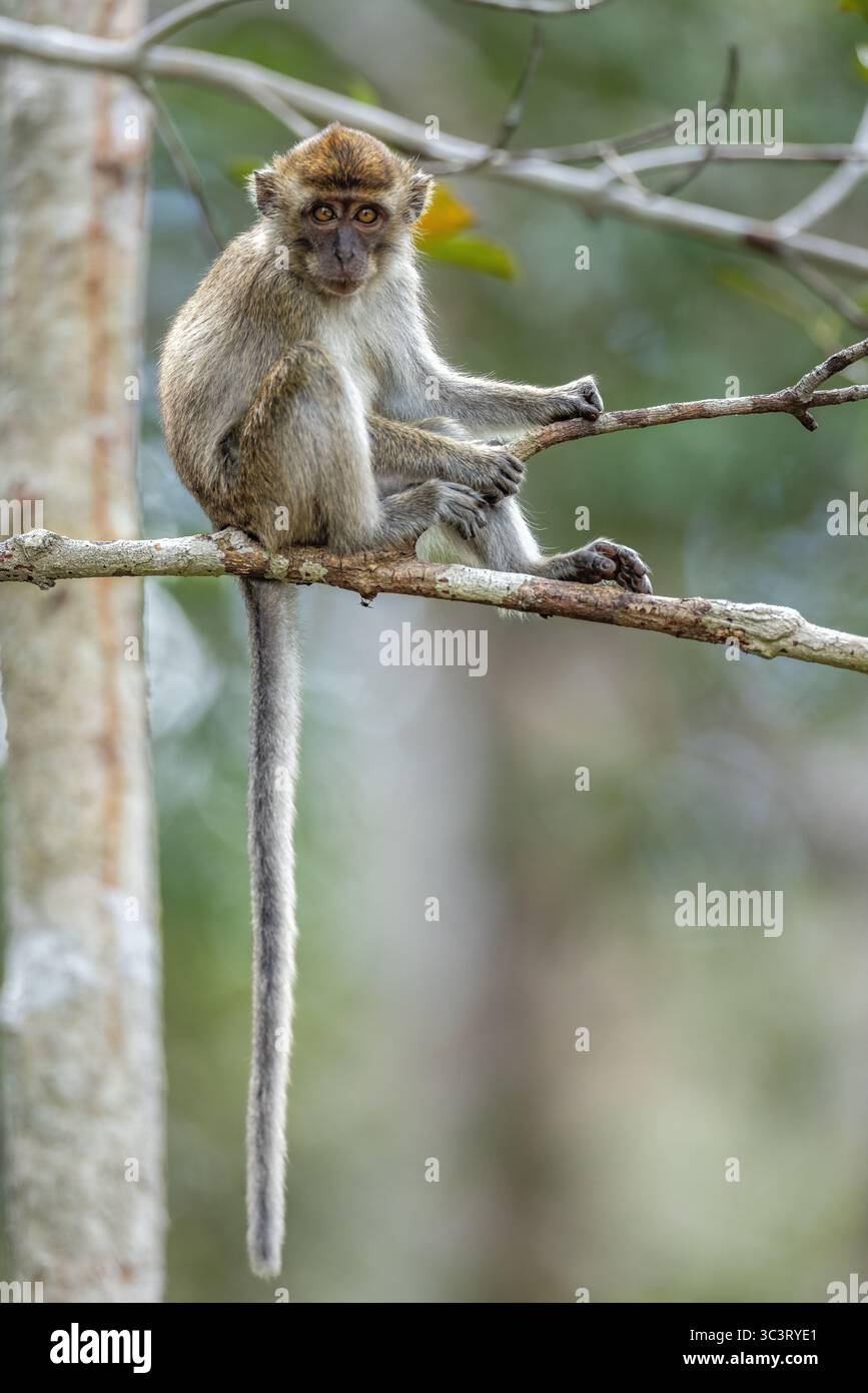 Most successful species hi-res stock photography and images - Alamy