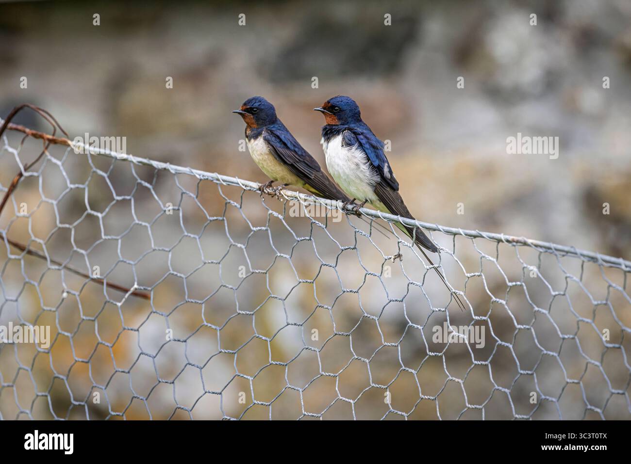 Two swallows (Hirundo rustica) perch on a wire fence in Skomer, an island nature reserve off the Pembrokeshire coast, Wales, UK Stock Photo