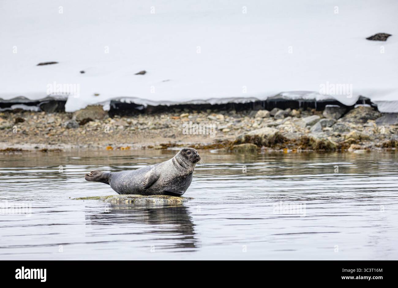 A Common Seal (Phoca vitulina) rests on a rock near the frozen shore in Svalbard in the Arctic Circle in a characteristic head and tail up pose Stock Photo