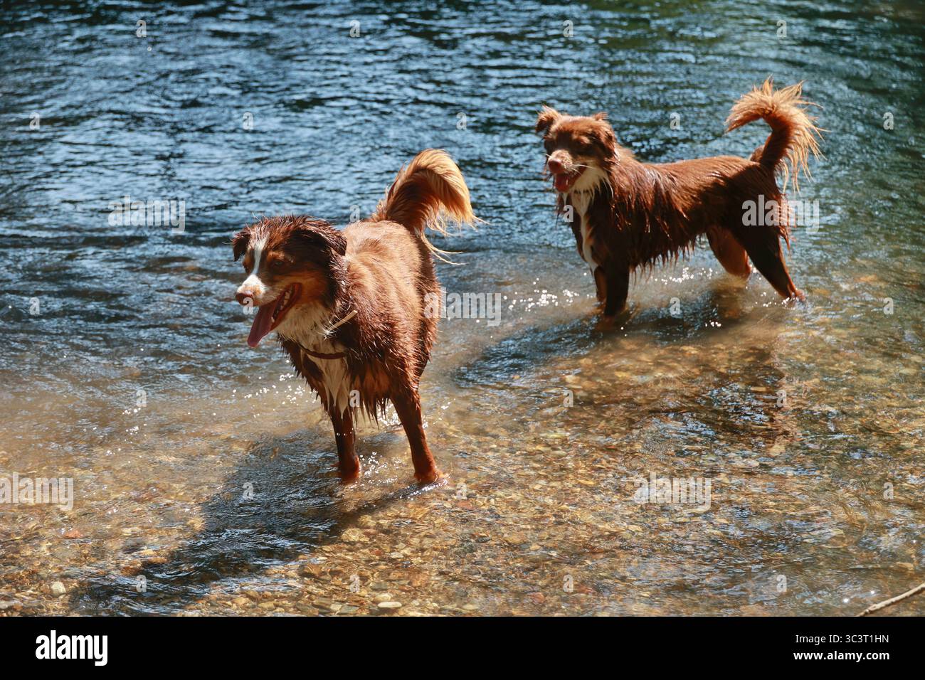 Two dogs are playing in a river Stock Photo - Alamy