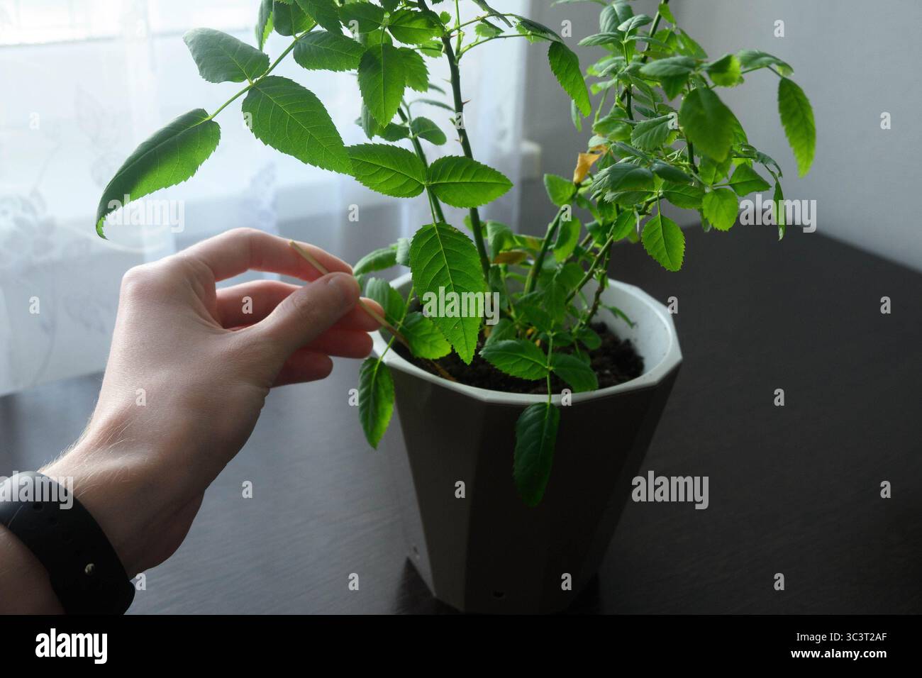 A vibrant green plant in a simple clay pot, its lush leaves reaching ...