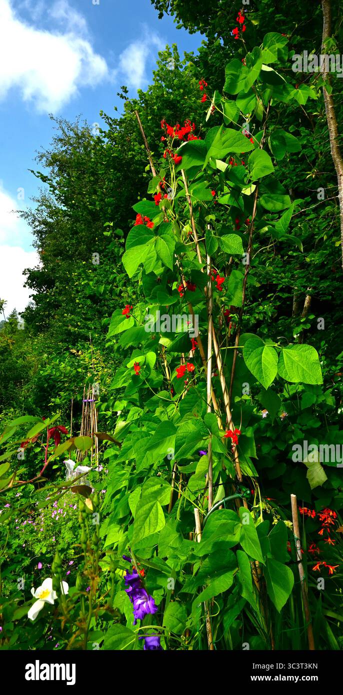 Runner Beans in flower growing on a cane trellis , tall, with trees behind and blue sky in garden setting. Stock Photo