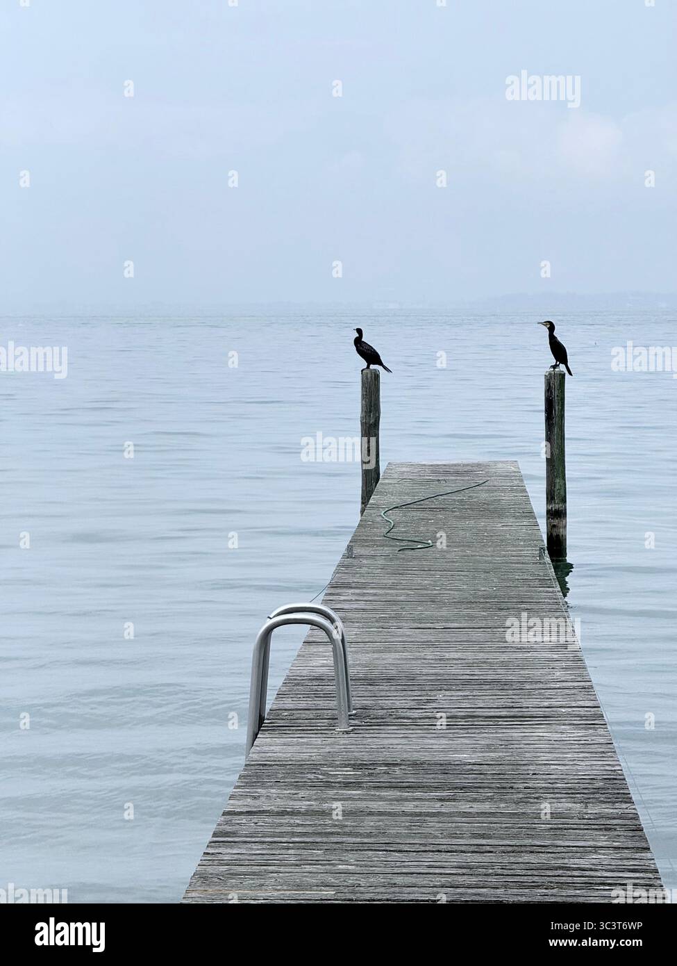 Birds perched on posts on jetty early in the morning at Lazise on Lake Garda, Italy - Smartphone Captured Stock Image