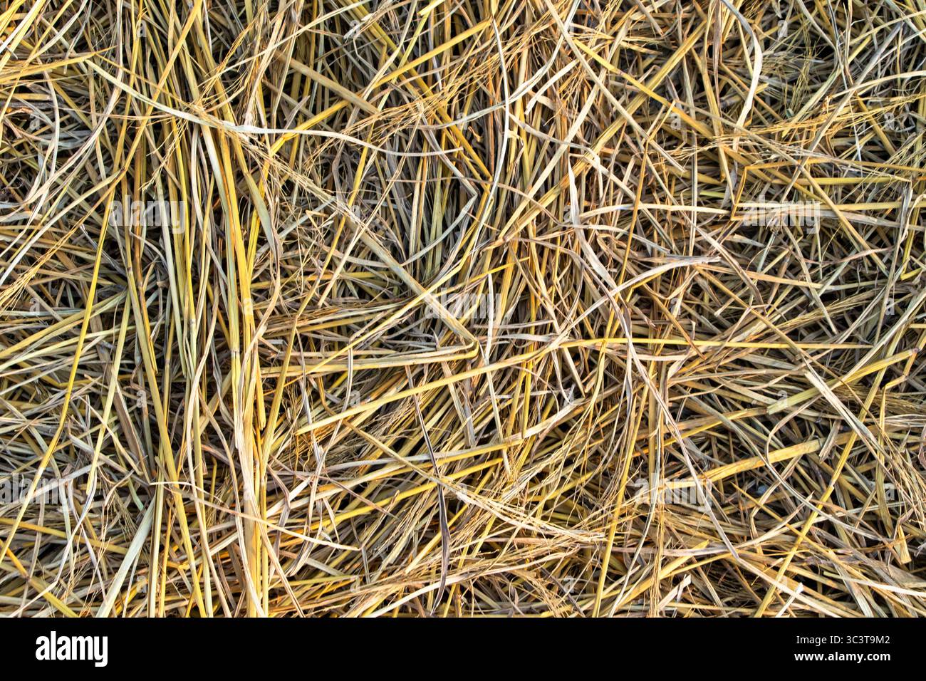 Texture hay straw used hi-res stock photography and images - Alamy
