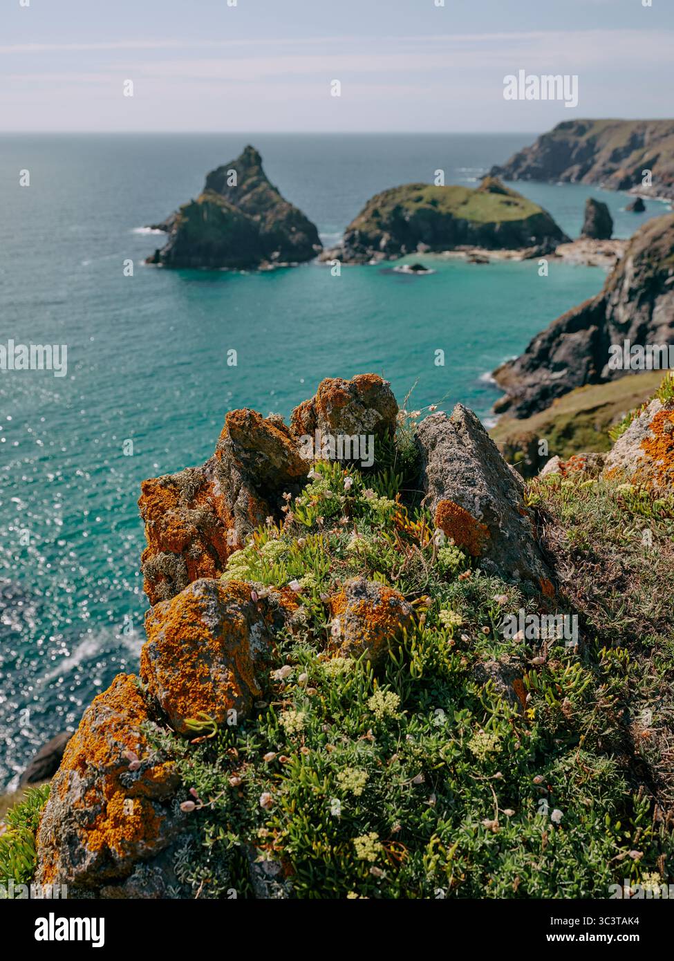 The summer coastline flora and lichen of Kynance Cove, the Lizard Peninsula on the eastern side of Mount's Bay, Cornwall, England UK Stock Photo