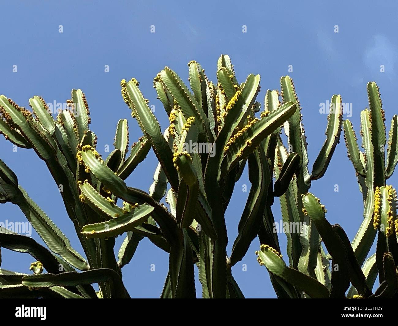 Cactus plant with vibrant green color against the bright blue sky in La Gomera, Canary Islands - Smartphone Captured Stock Image