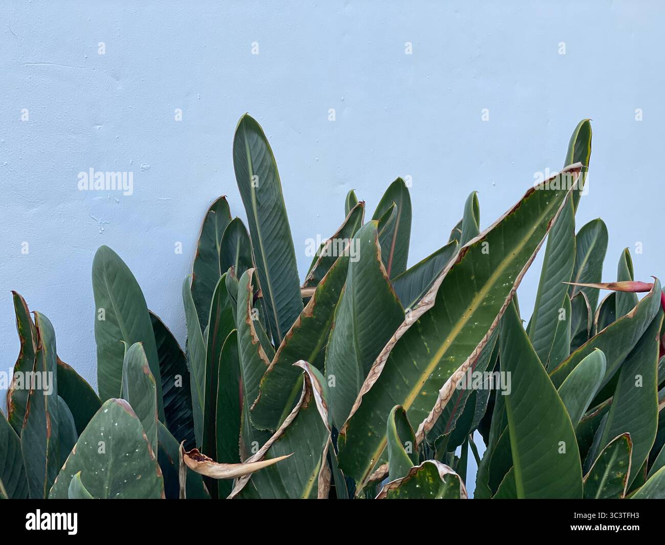 A lush display of green leaves against a soft, pale blue backdrop at La Gomera, Canary Islands. - Smartphone Captured Stock Image