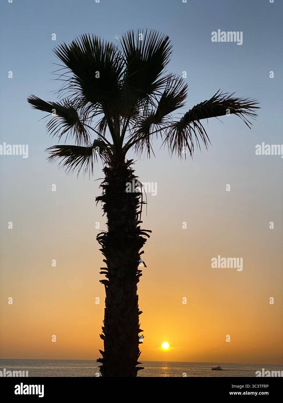 Palm tree silhouetted against a beautiful sunset in Canary Islands. - Smartphone Captured Stock Image