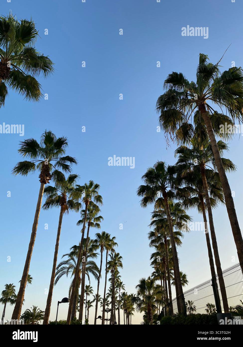 Palm trees stretch towards a clear, azure sky, creating a tropical paradise scene in Canary Islands. - Smartphone Captured Stock Image