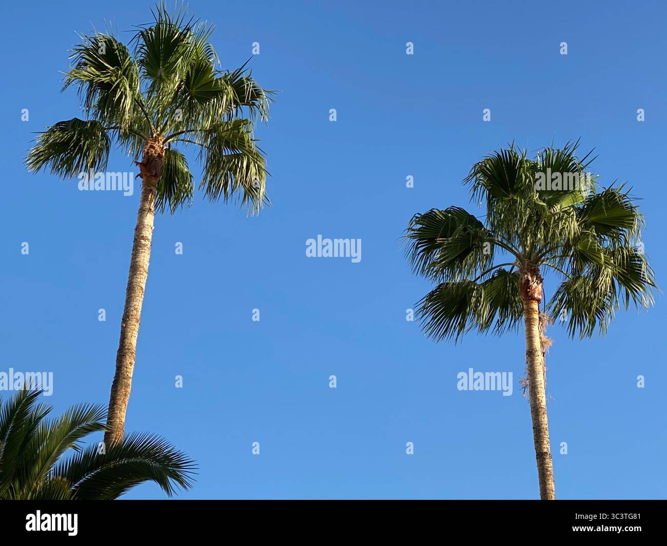 A vibrant palm tree stands tall against a clear, bright blue sky, showcasing nature's beauty.in Canary Islands. - Smartphone Captured Stock Image