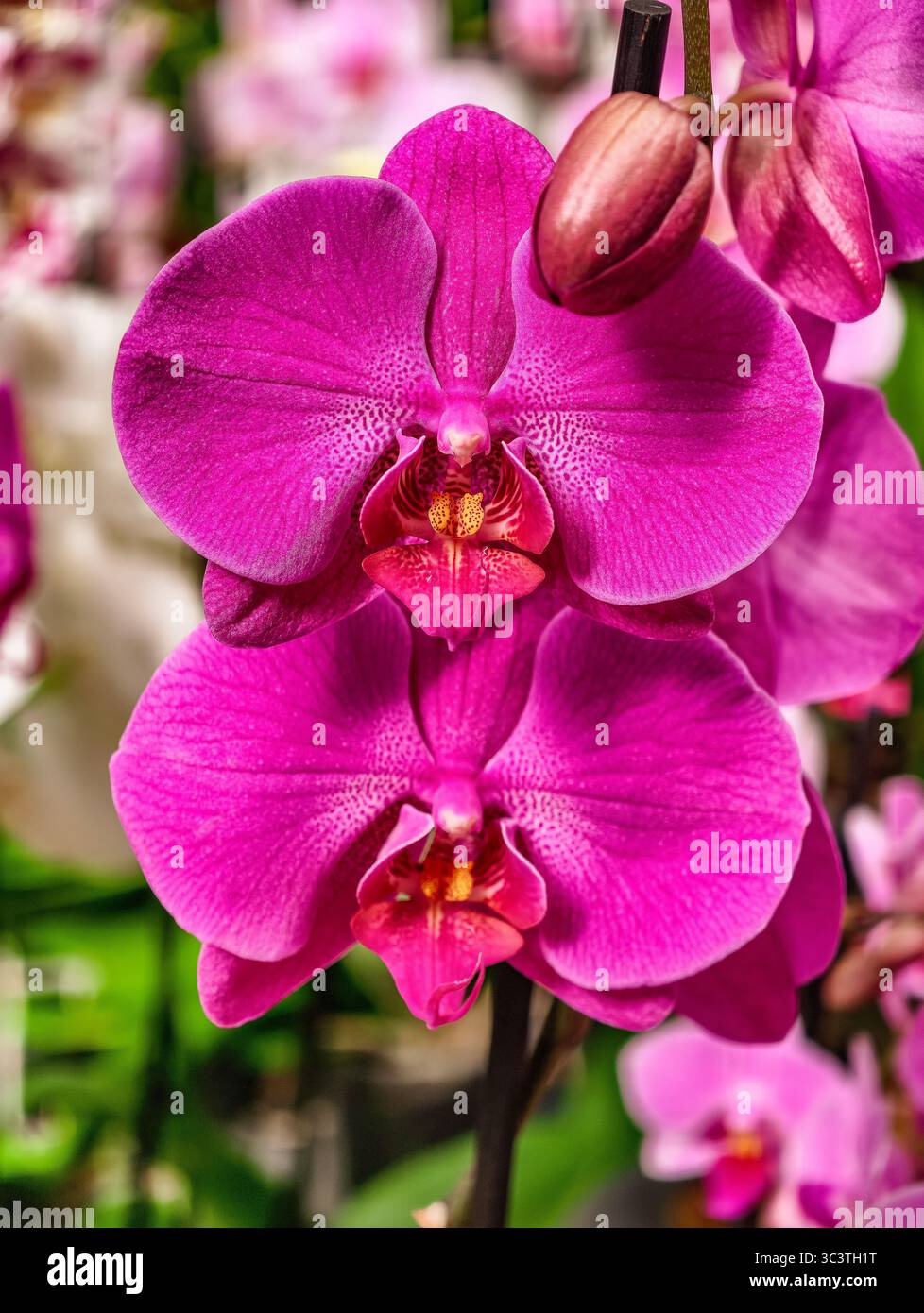 Close-Up of Vibrant Pink Orchid Flowers on a Green Background. High-Resolution Floral Background for Stunning Wallpapers, Digital Marketing, and Creative Projects Stock Photo
