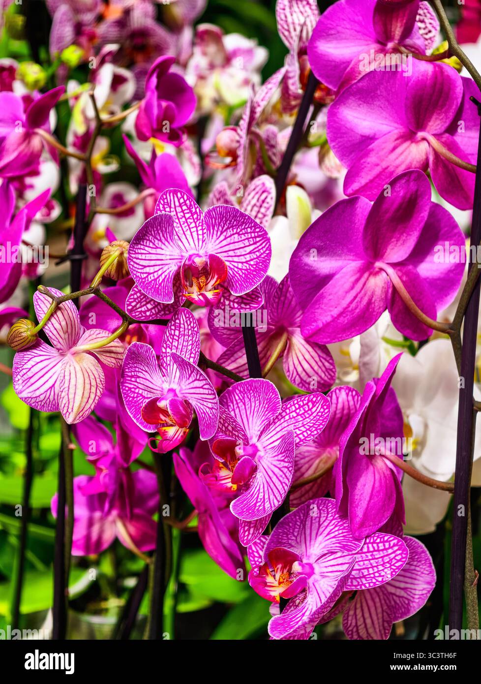 Lush Blooming Pink and White Orchids in Full Color. High-Resolution Floral Background Perfect for Wallpapers, Digital Marketing, and Creative Projects. Stock Photo
