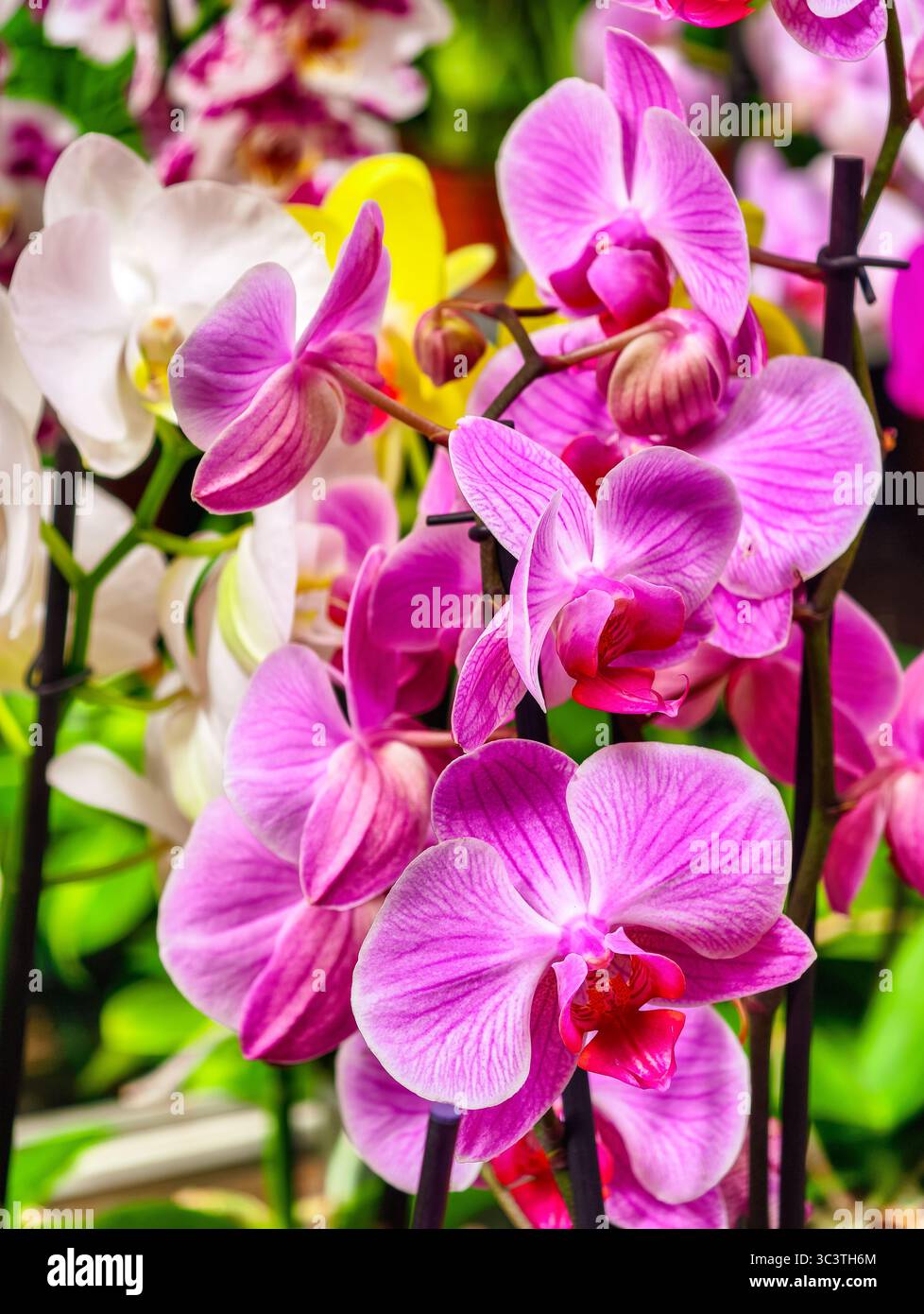 Stunning Pink and White Orchid Flowers Blooming Together. High-Resolution Floral Background Ideal for Wallpapers, Digital Marketing, and Creative Projects Stock Photo