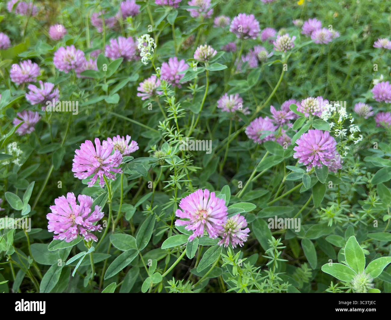 Vibrant field filled with blooming red clover flowers, their rich colors are stunning. - Smartphone Captured Stock Image
