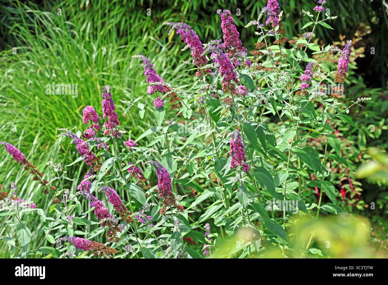 Invasive Neophyten in Gärten Der Sommerflieder, der als invasiver ...