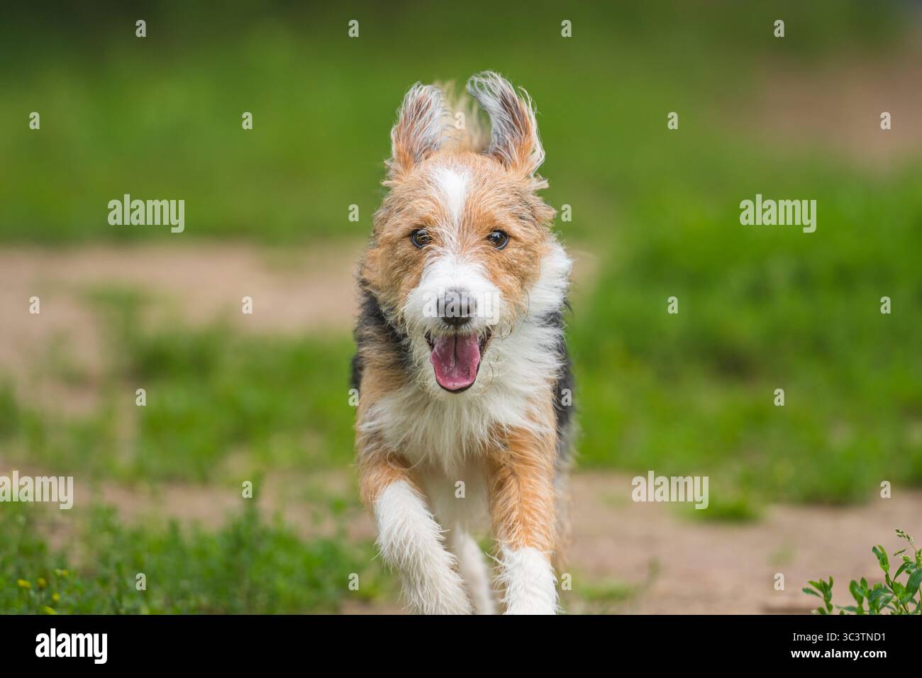 Scruffy Dog Breeds: Adorable Companions You’ll Love