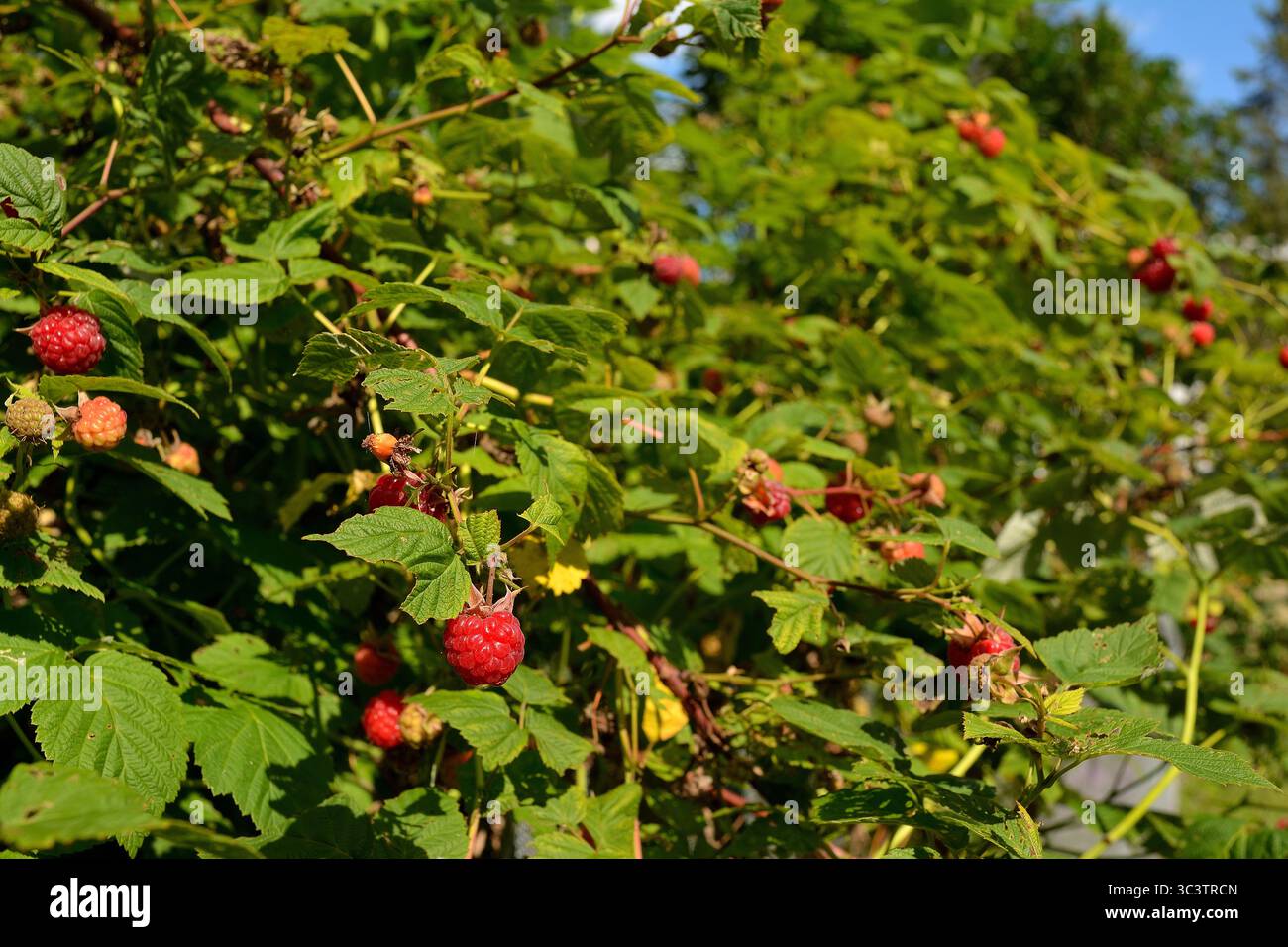 Garden raspberry close up under hi-res stock photography and images - Alamy