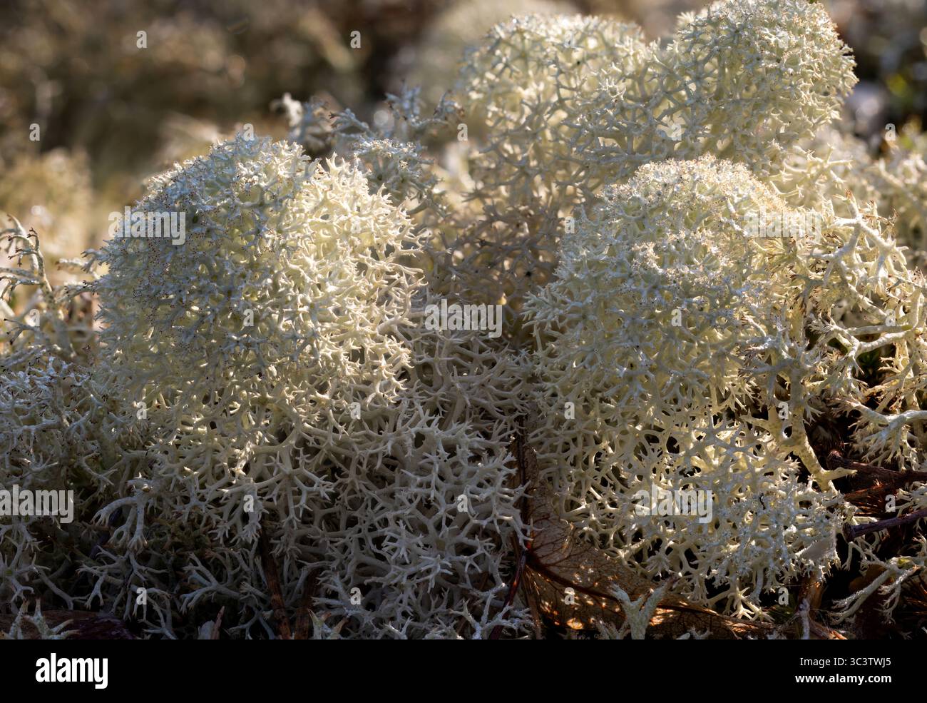Star reindeer lichen Stock Photo