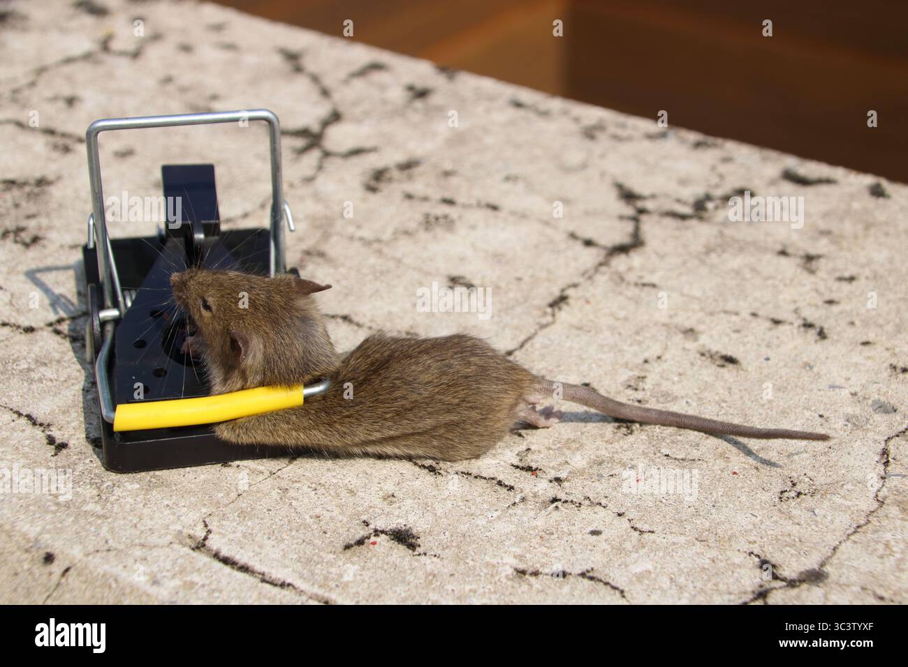 Small mouse in a mousetrap Stock Photo