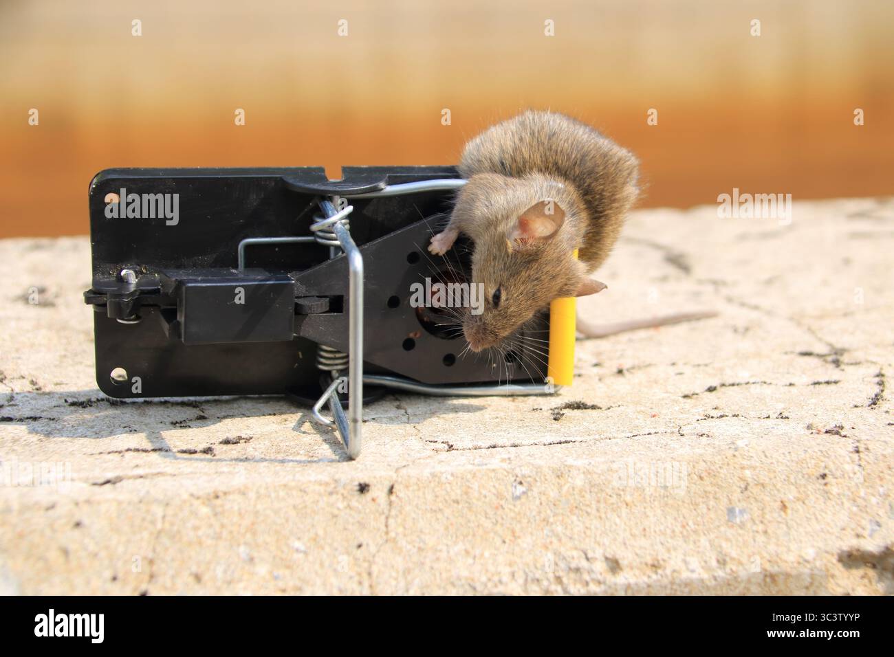 Small mouse in a mousetrap Stock Photo