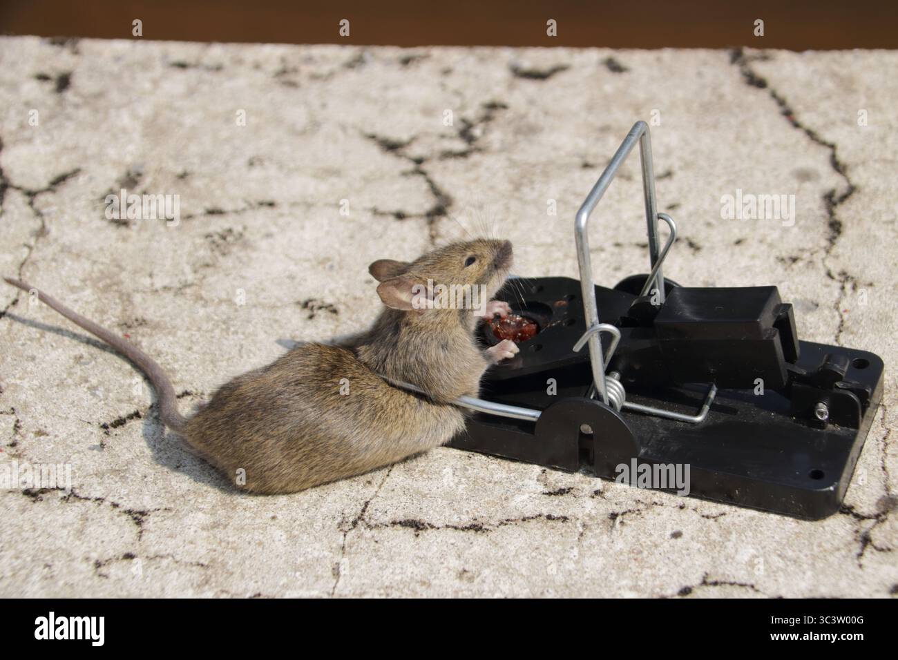 Small mouse in a mousetrap Stock Photo