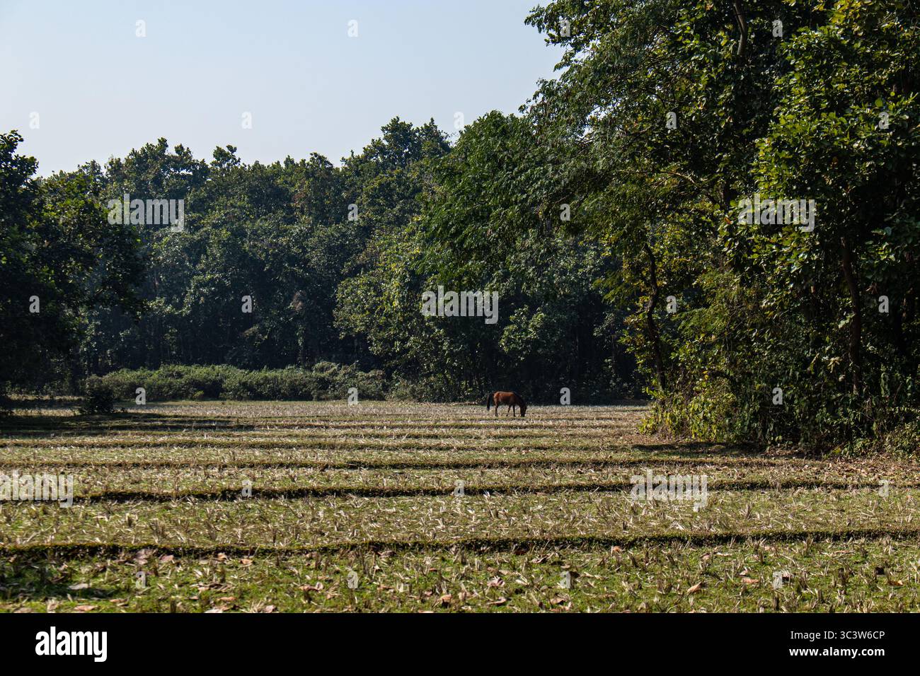 Calm environment of the Bhawal Reserve Forest Stock Photo