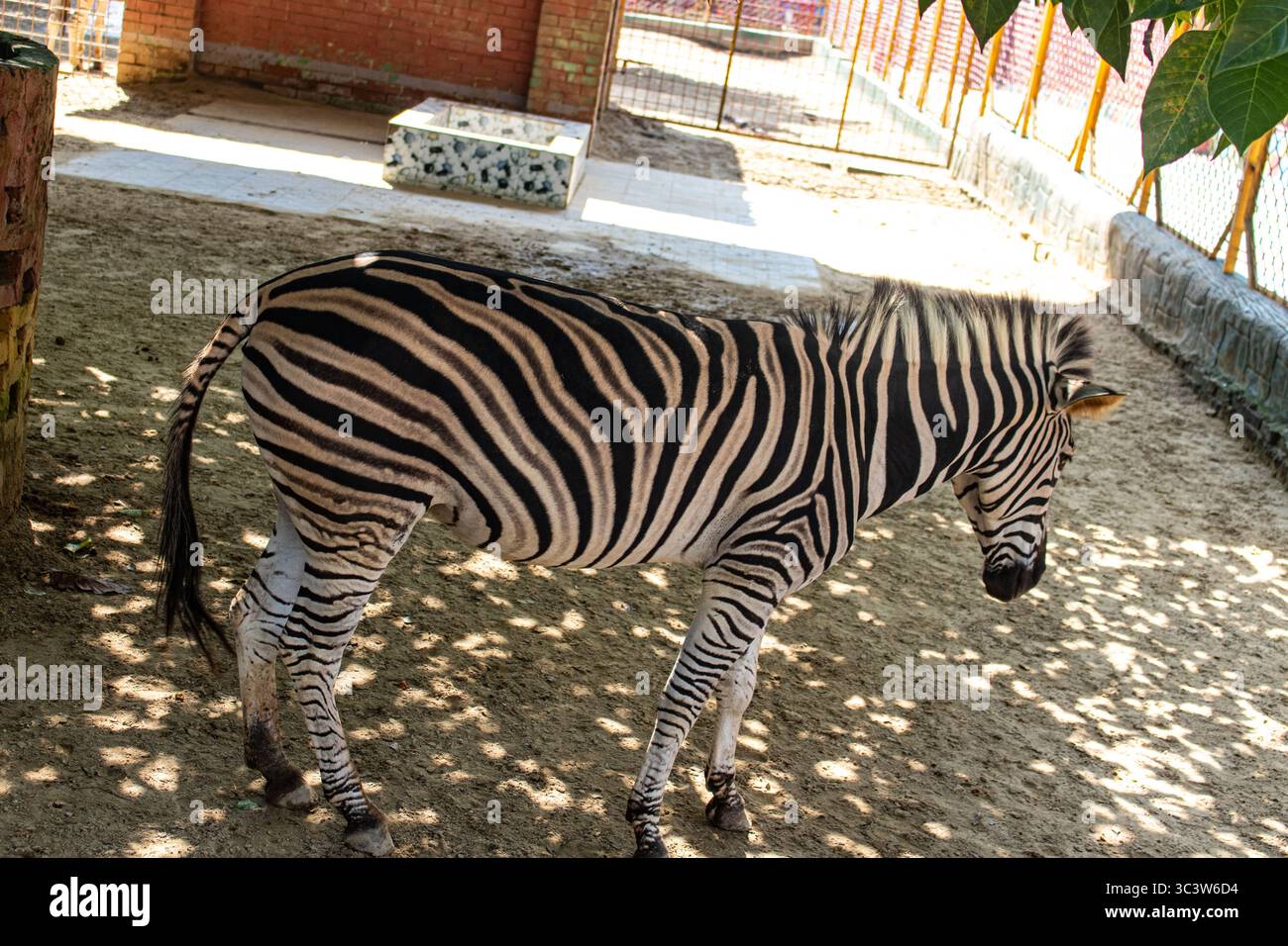 Calm zebra taking shelter under a tree at Chattogram Zoo Stock Photo