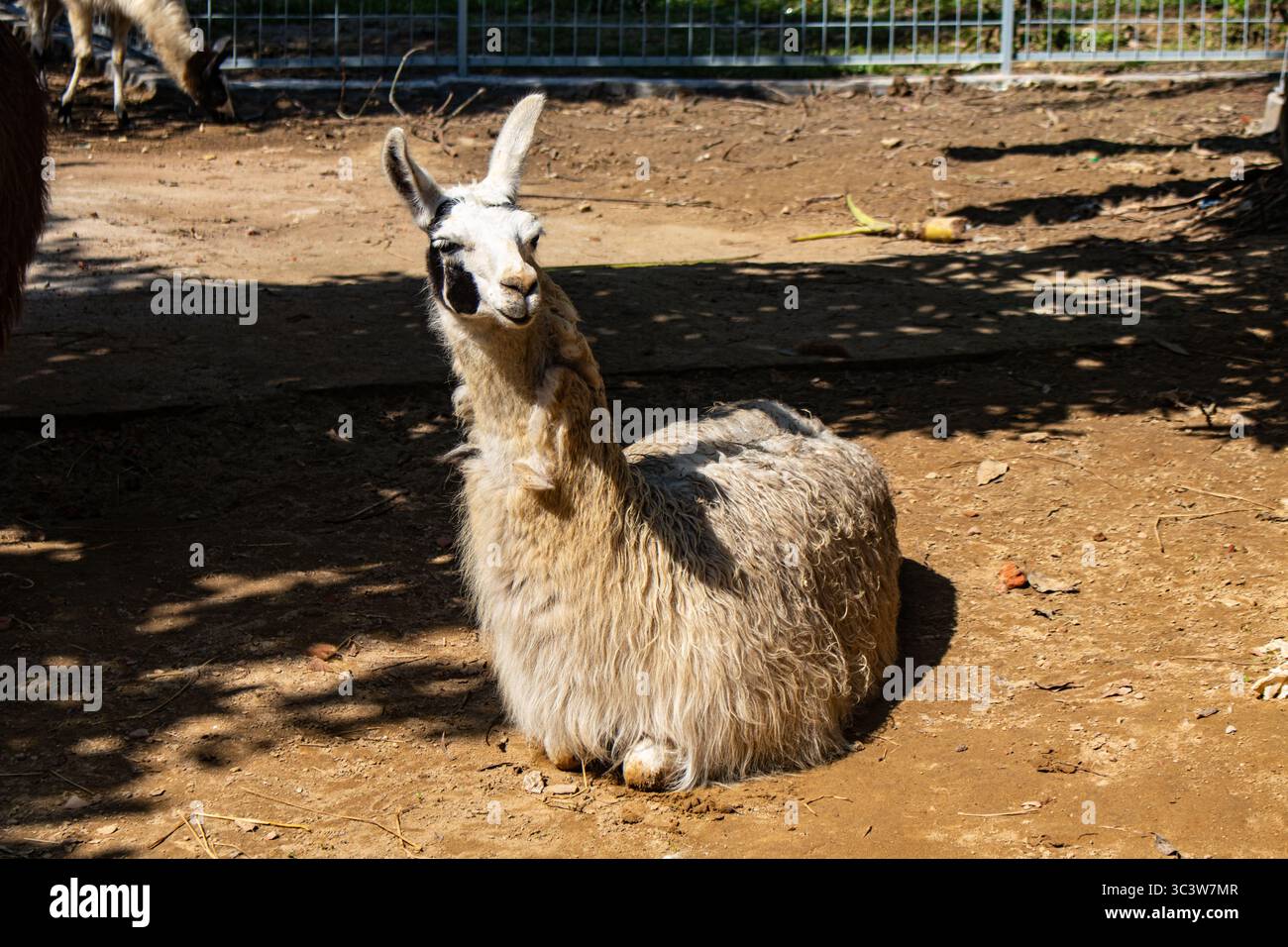 Fluffy llama lying down on sand at Chattogram Zoo Stock Photo