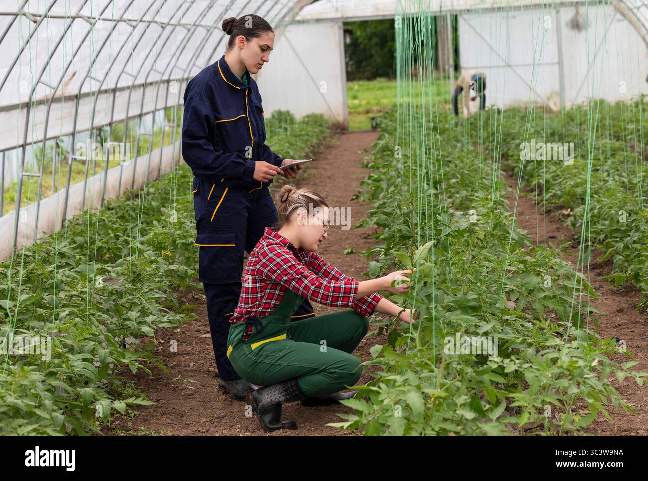 Female farmer checking on the plants while agronomist notes it on her digital tablet Stock Photo