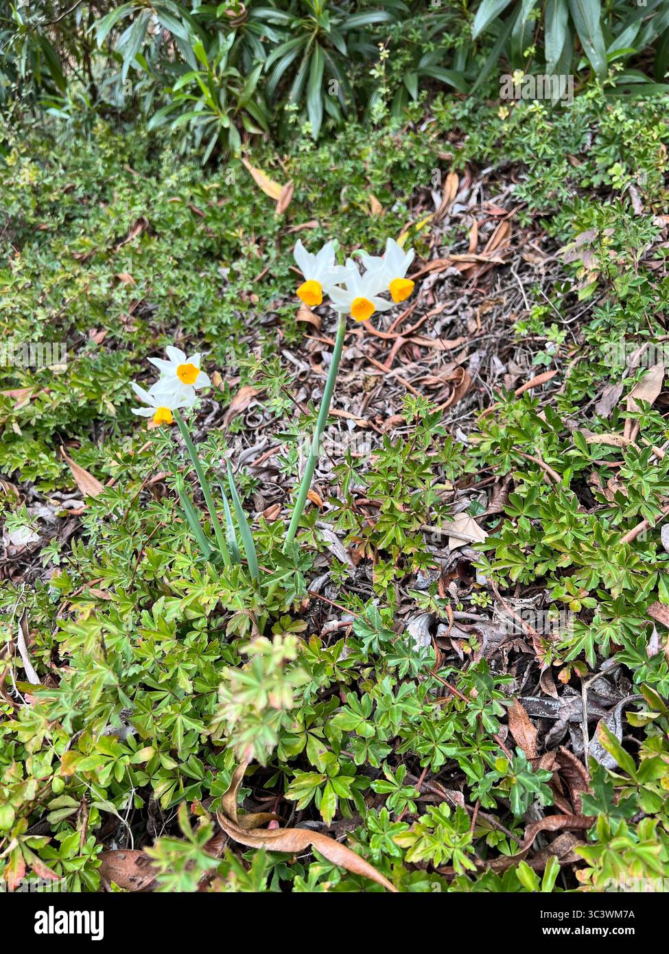 Daffodils blooming with white petals and yellow centers in green foliage at Berkeley Botanical Garden, California. Early spring botanical close-up. - Smartphone Captured Stock Image