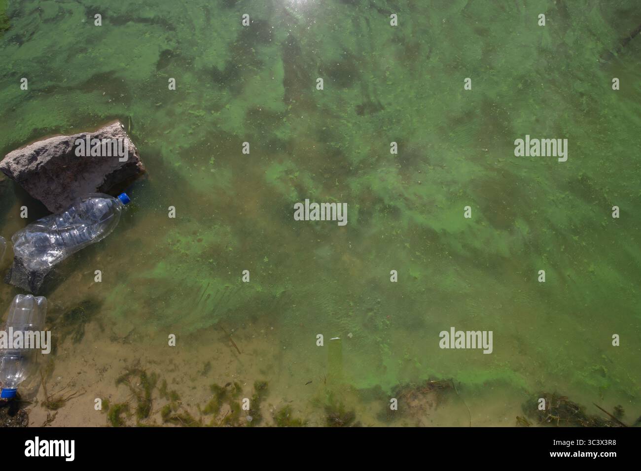Plastic bottles and trash polluting a pond with green algae ...