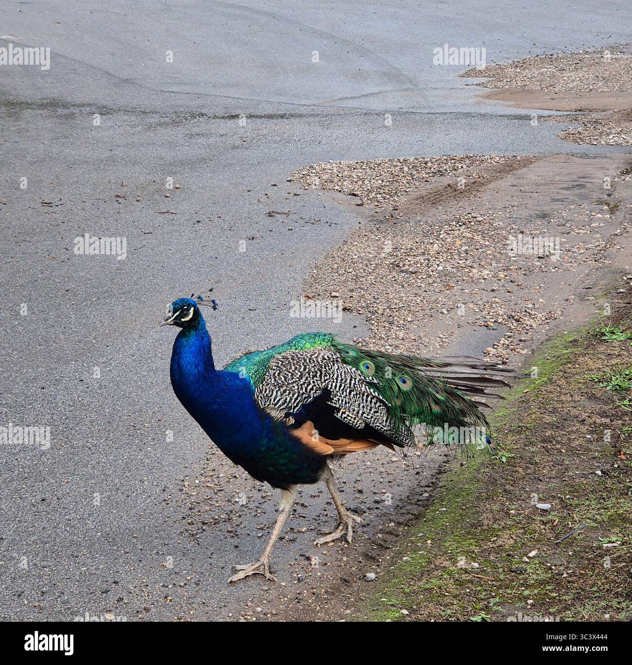 Single male Peacock walking along a road - Smartphone Captured Stock Image