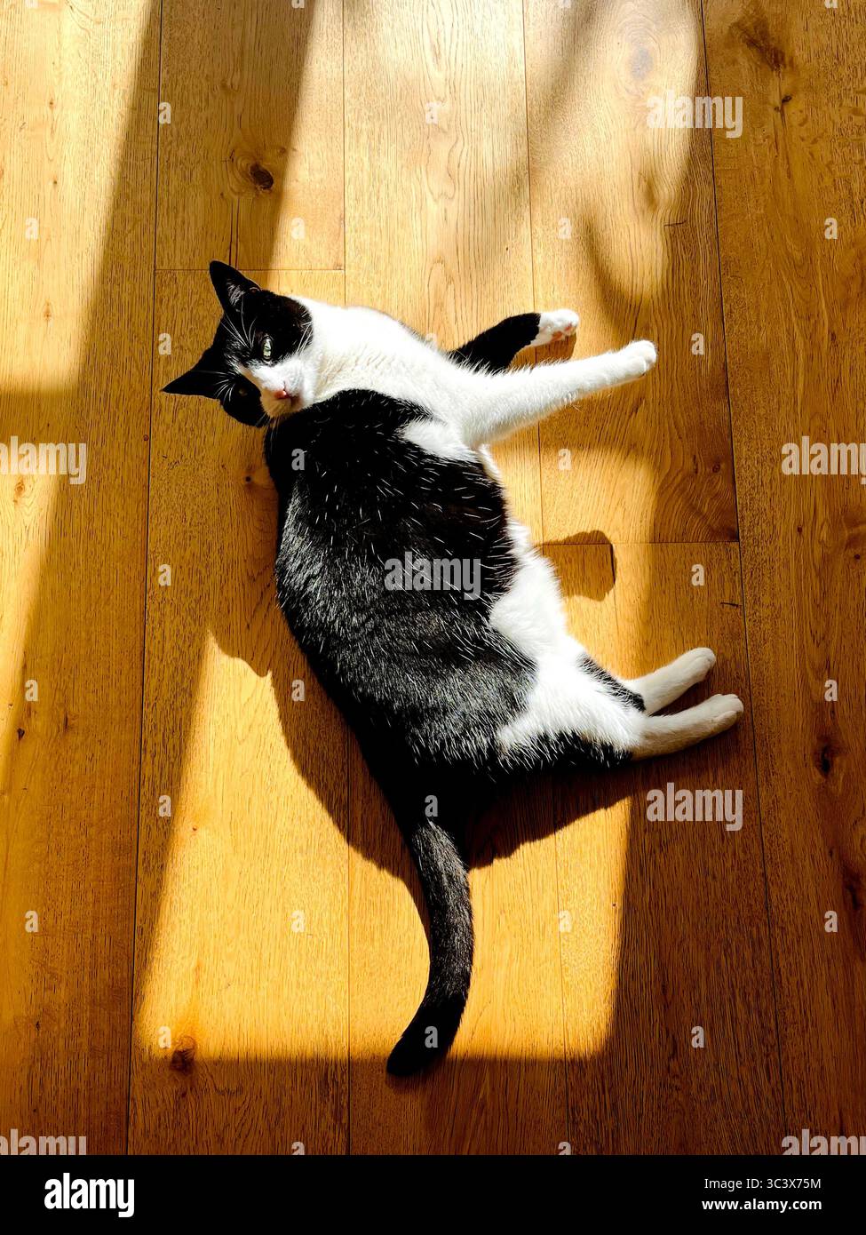 Tuxedo Cat Stock Photo