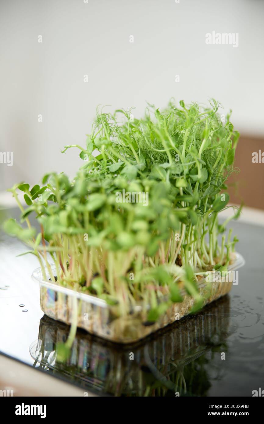 Fresh green pea sprouts on the kitchen table in the bright kitchen Stock Photo