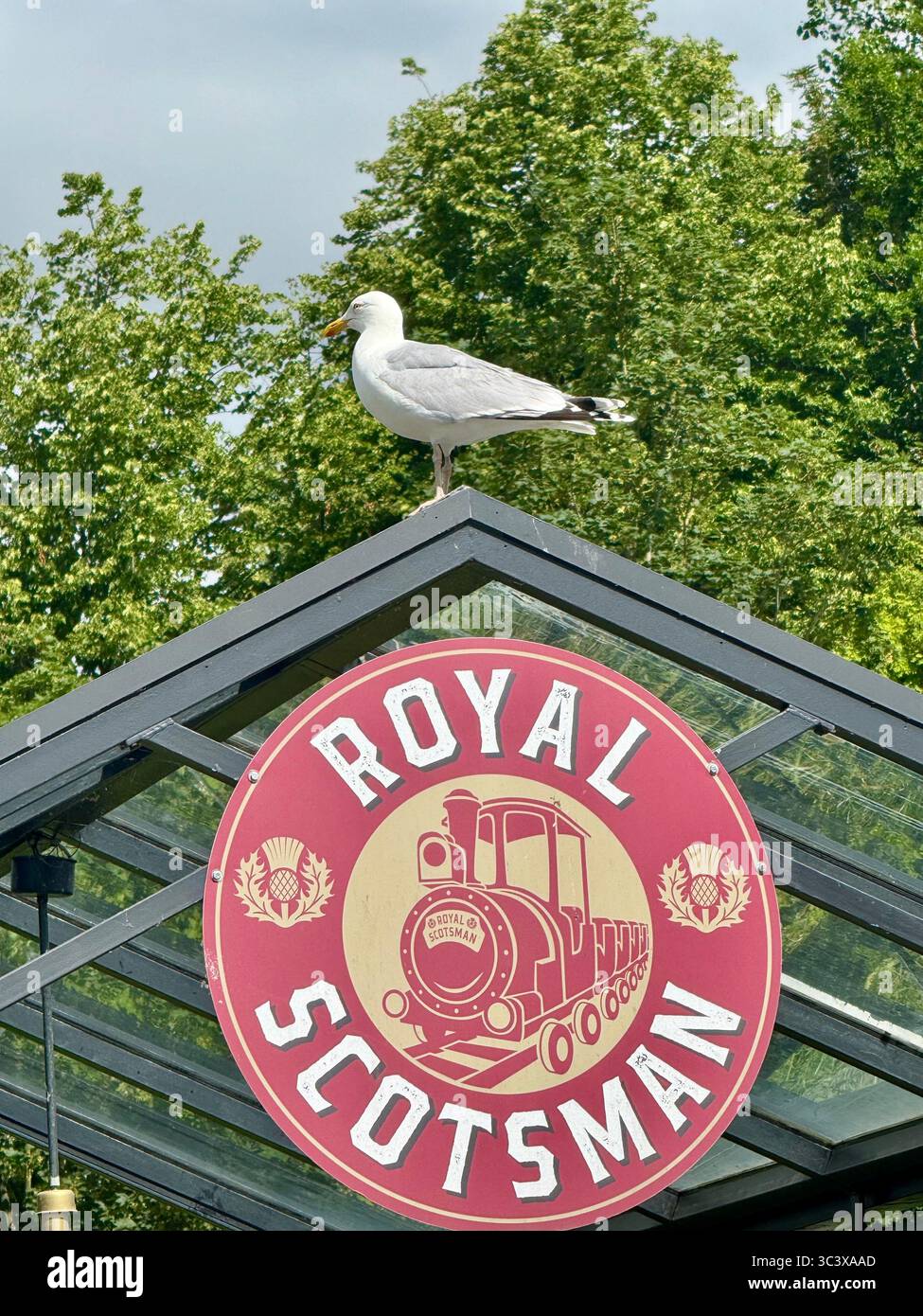 Seagull perched on the Royal Scotsman train attraction sign at Hansa Park amusement park in Germany. - Smartphone Captured Stock Image