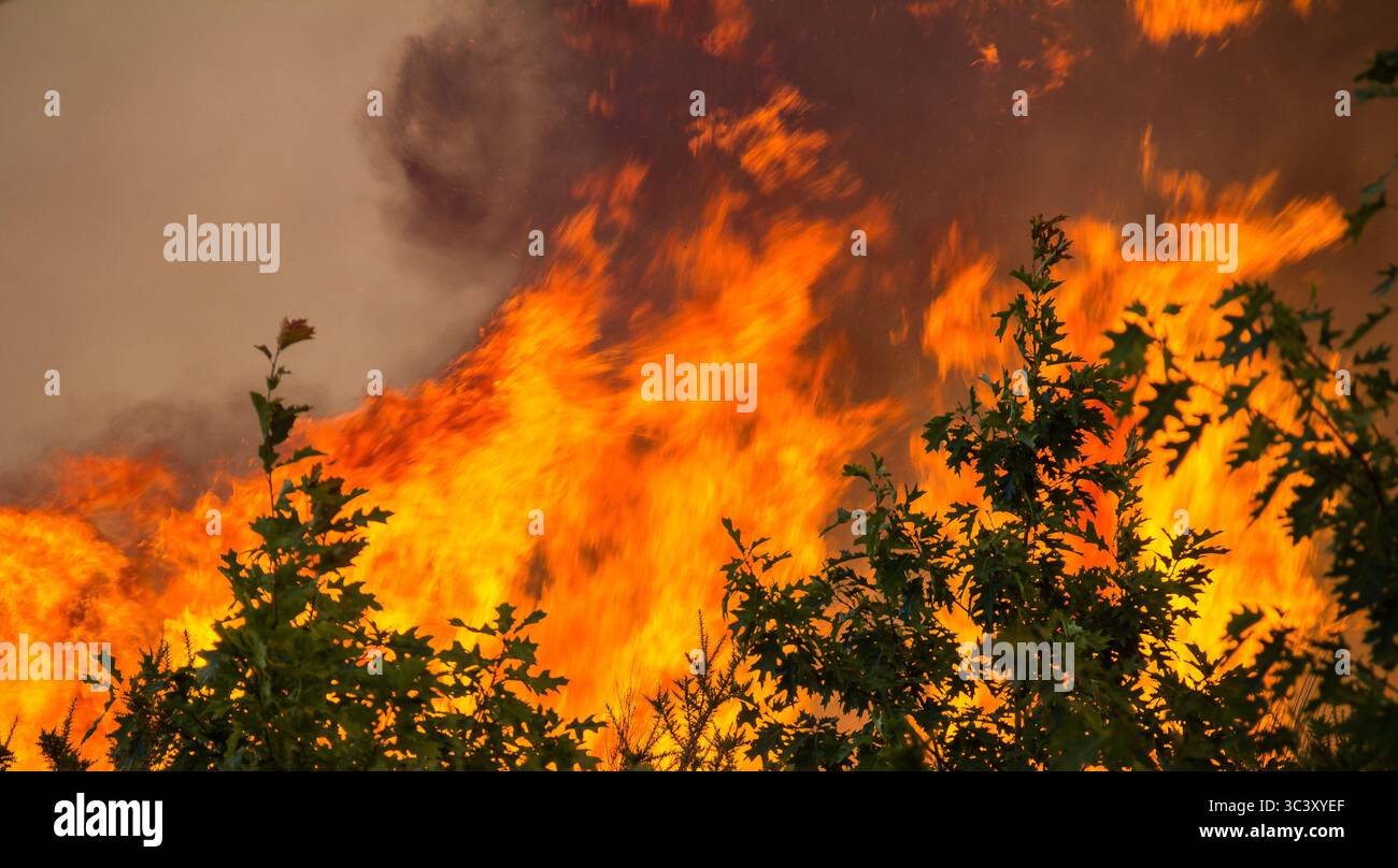 Wildfire Blaze Engulfing Forest Trees with Intense Flames and Smoke Stock Photo