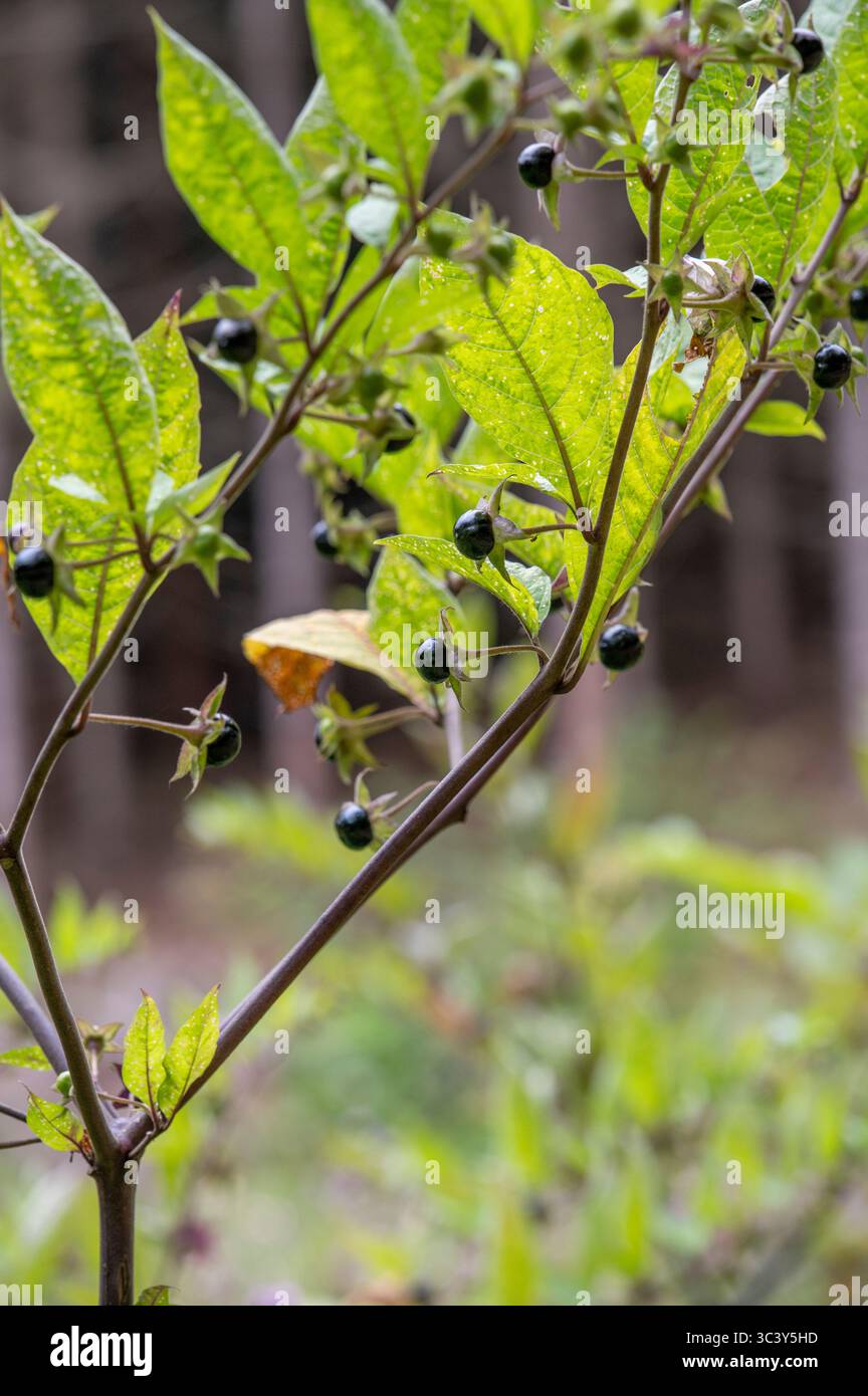 Berries of Atropa bella-donna. Fruits of deadly nightshade. The plant ...