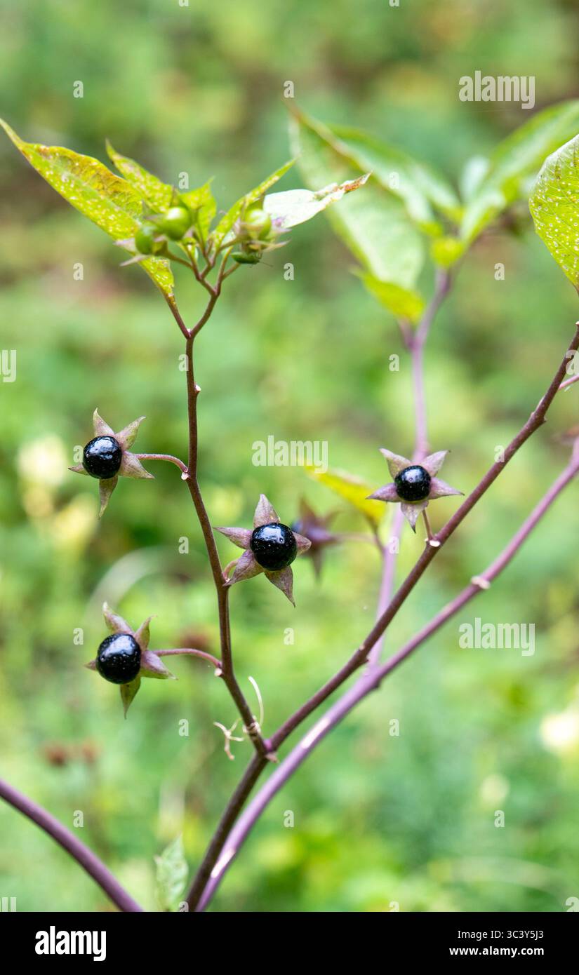 Berries of Atropa bella-donna. Fruits of deadly nightshade. The plant ...