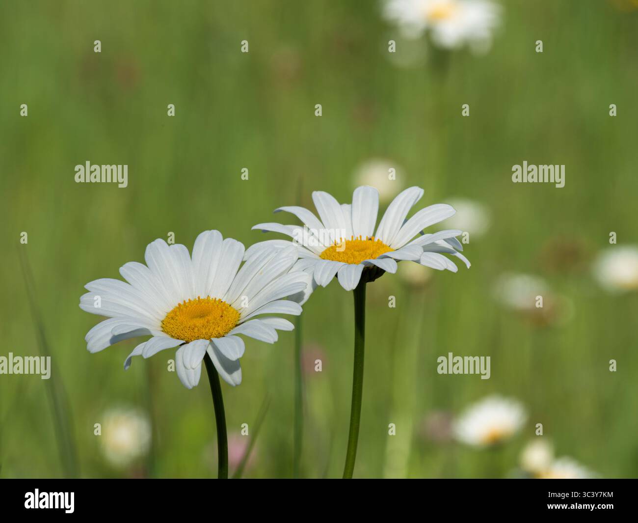 Daisies growing in a field Stock Photo