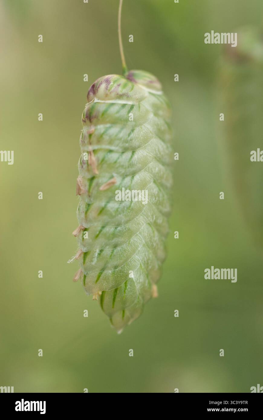 Slender structure hi-res stock photography and images - Alamy