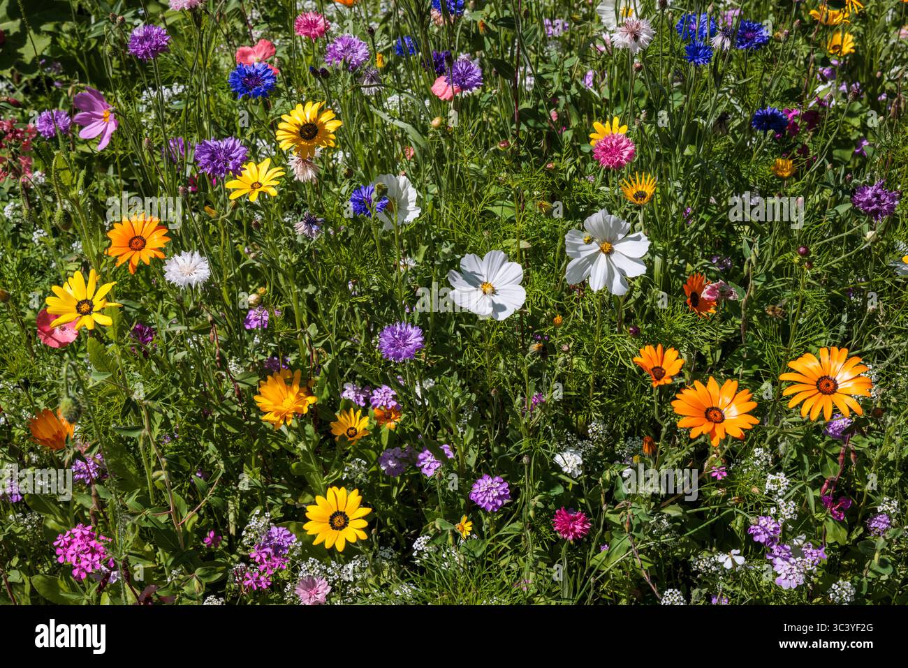 A colourful patch of wildflowers in the sunshine at Roberts Creek, British Columbia, Canada. Stock Photo