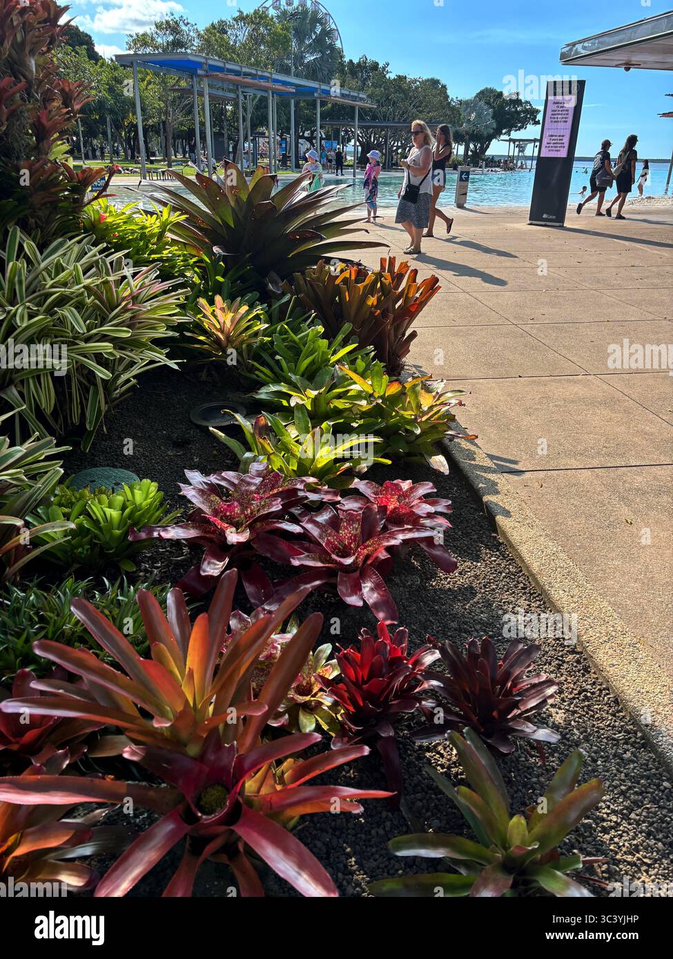 Lush gardens surrounding The Lagoon, free public swimming pool on The Esplanade, Cairns, Queensland, Australia. No MR - Smartphone Captured Stock Image