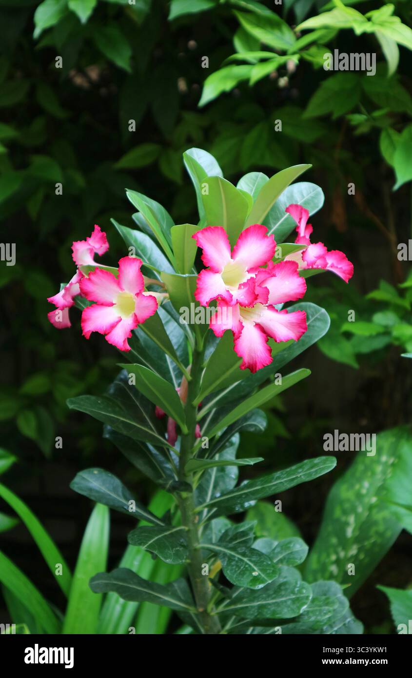 Mock tree hi-res stock photography and images - Alamy