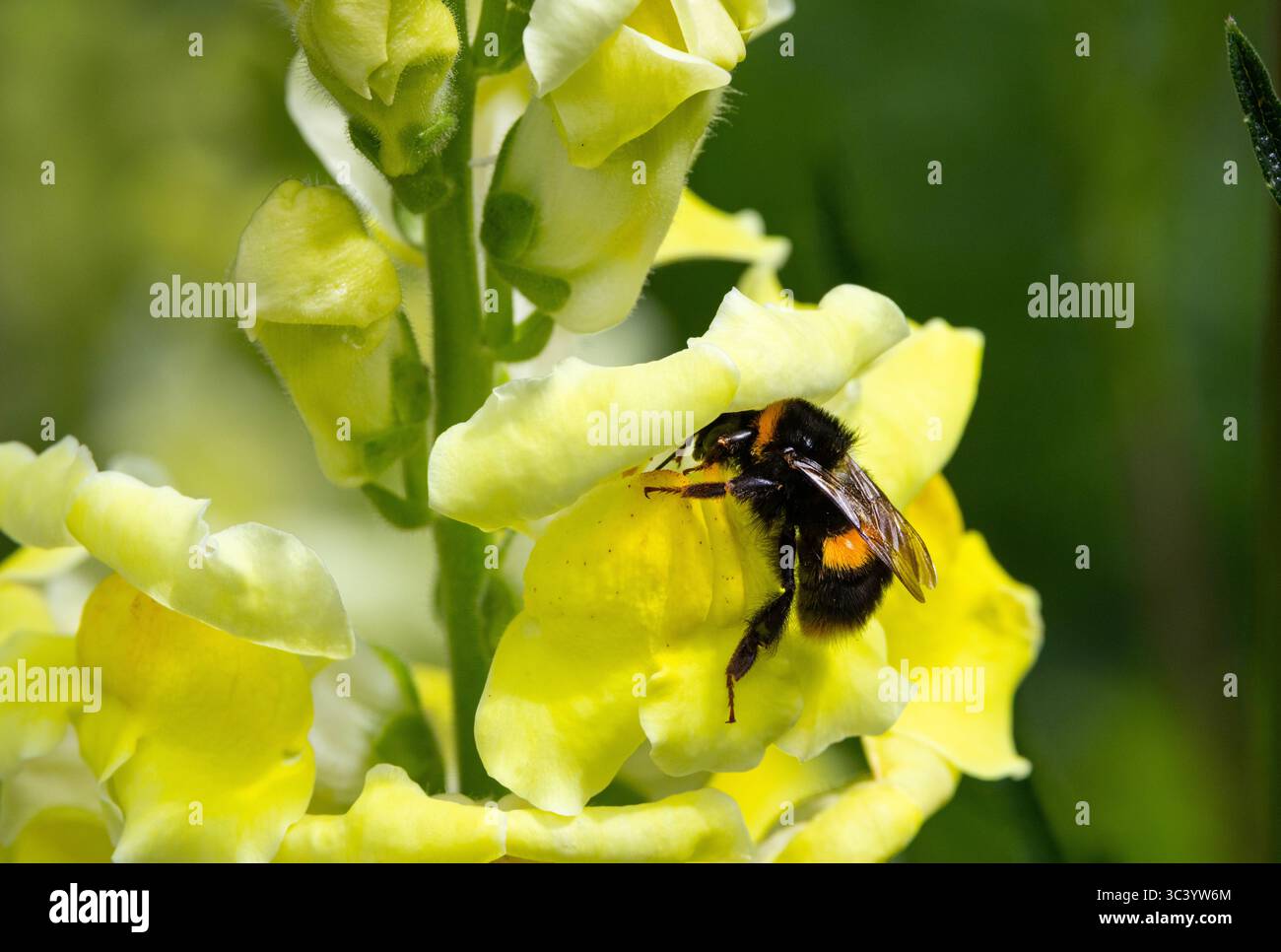 A Bumble Bee is large and strong enough to prize open the jaws of a ...