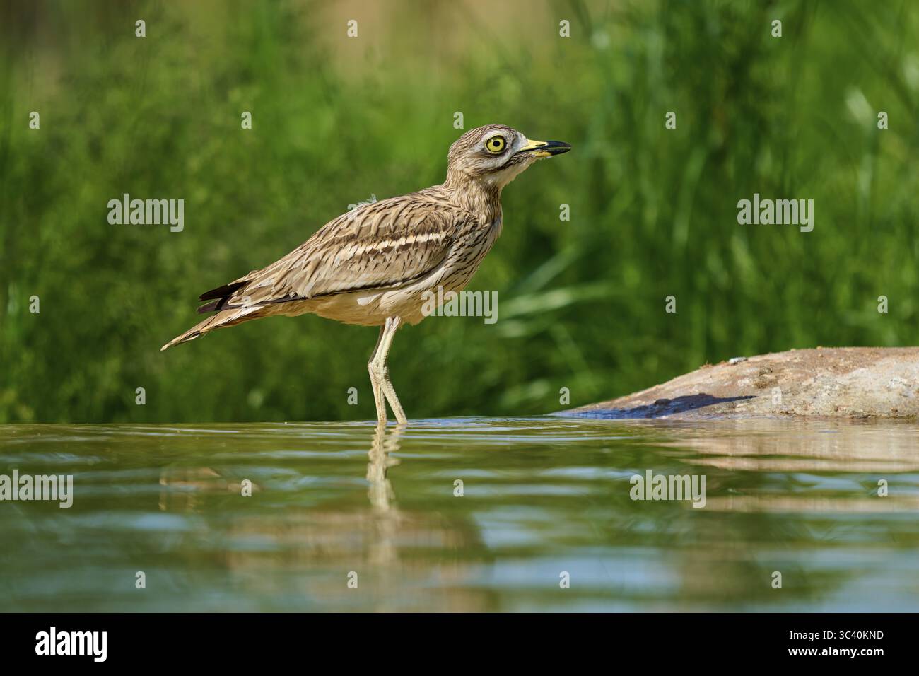 A bird with a watchful gaze at a waterhole in a green environment, Stone Curlew (Burhinus oedicnemus), spring, France Stock Photo