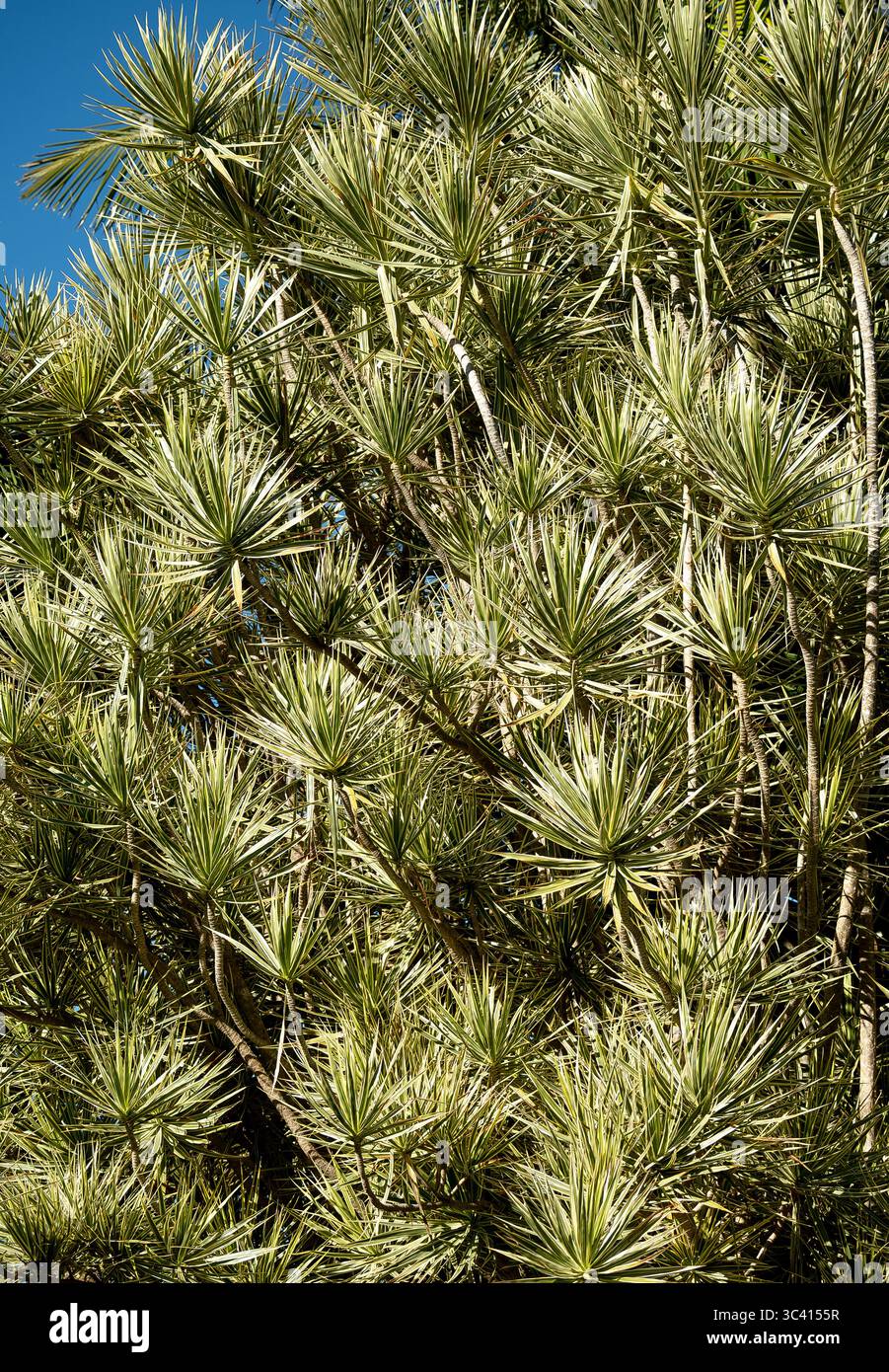 Dracaena marginata leaves hi-res stock photography and images - Alamy