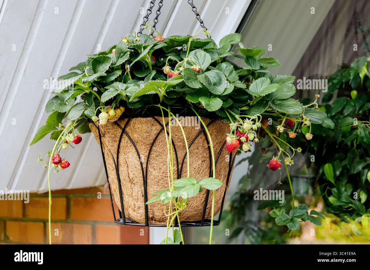 best plant food for monstera Monstera Fertilizer for Sale