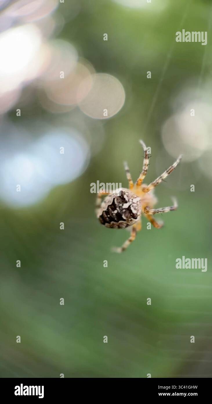 A close up of European garden spider. Macro photography - Smartphone Captured Stock Image