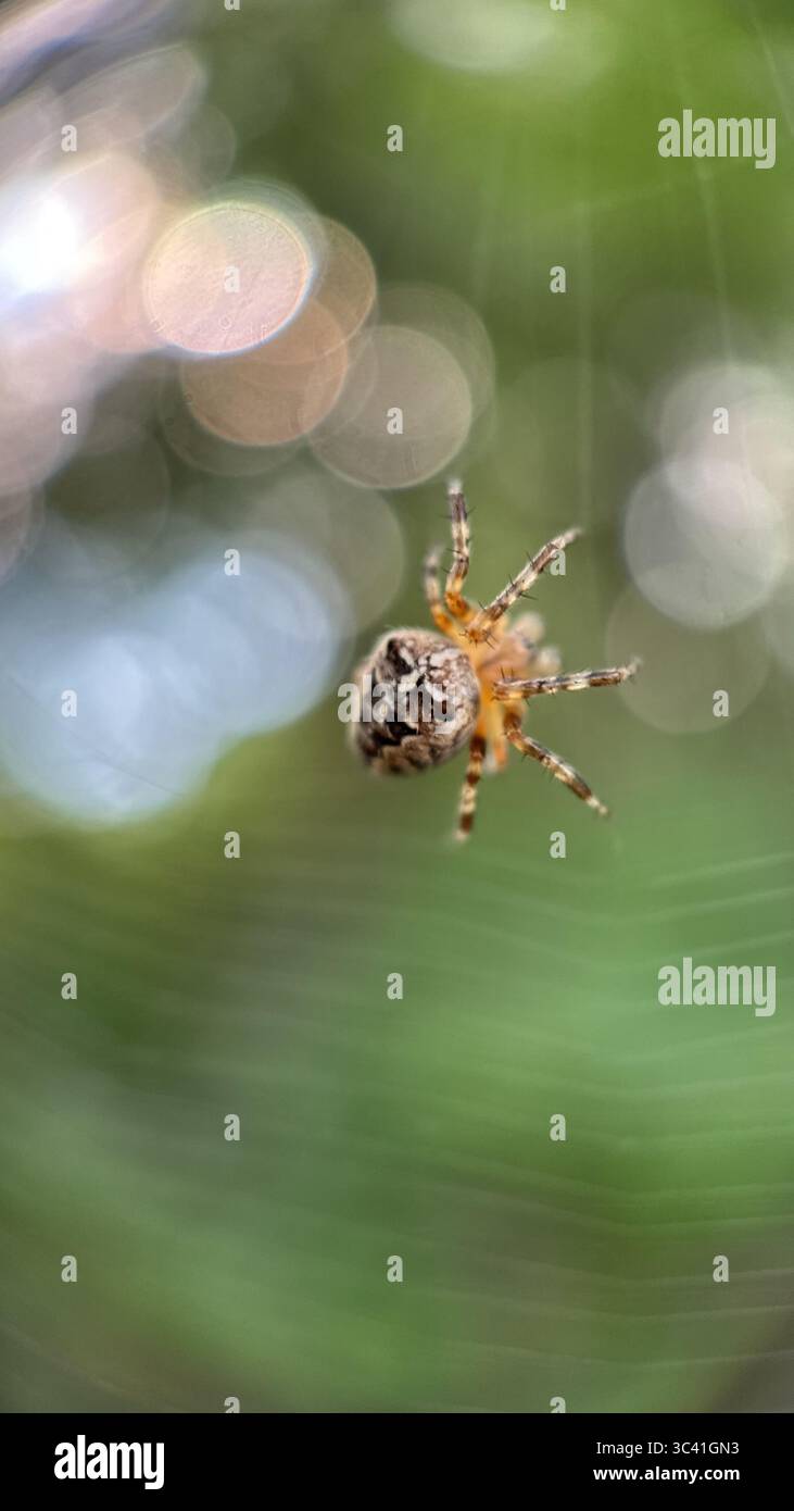 A close up of European garden spider. Macro photography - Smartphone Captured Stock Image