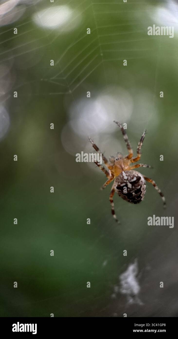 A close up of European garden spider. Macro photography - Smartphone Captured Stock Image